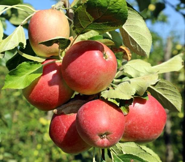 Harimon 99 Low Chill Trppical Apple Grafted Fruit Plant (Height 1.5-2.5 Feet) Hrmn-99 Apple Fruit After 8-10 Month, Smooth Skin, Sweet Extremely Juicy Taste For Home Garden