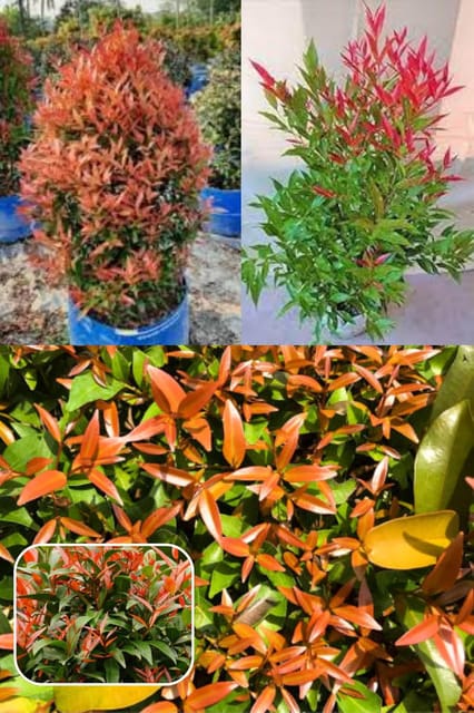 Syzygium Campanulatum, Christina Tree  Plant (Height 1.5-2 Feet). Hardy And Fast-Growing,Copper-Red Or Pink Before Maturing To Deep Green, 1 Healthy Plant For Home Garden