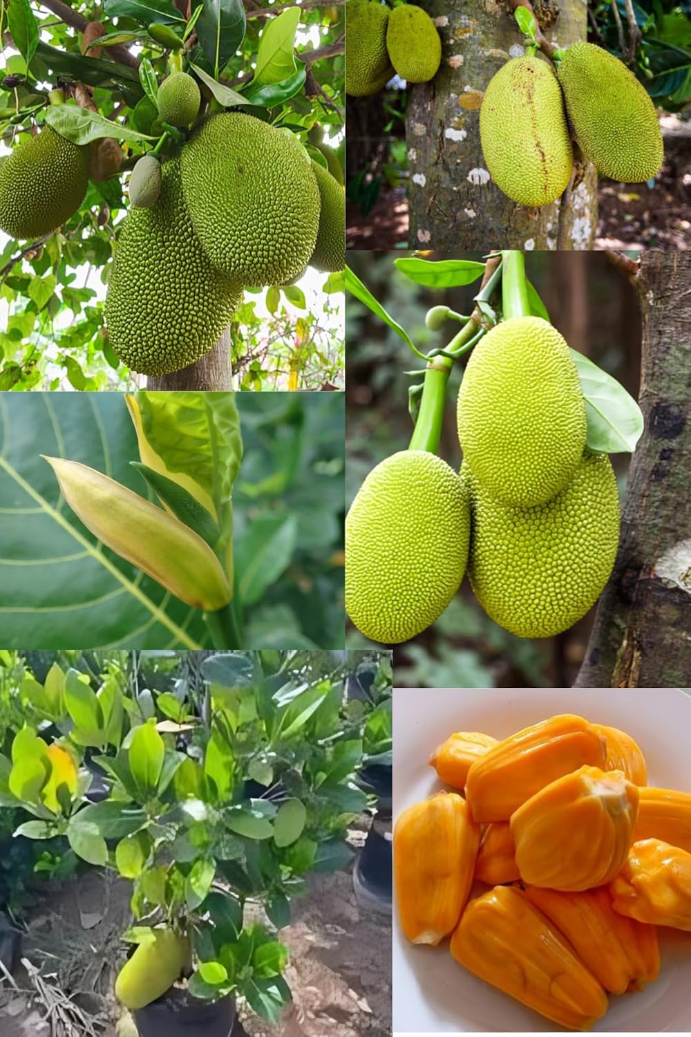 Rare Vietnam Super Early Sweet Jackfruit Plant (Height 1.5-2 Feet) Jackfruit Orignal Hybrid High-Yield Variety Fruit Plant | Fast-Fruiting|Fast-Growing | Pack Of-1 For Outdoor Tree
