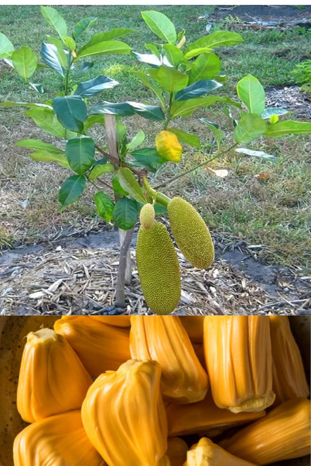 Thai All Season Jackfruit Panasa Varikka Katahal Chakka Grafted Fruit  Plant (Height 1.5-2 Feet) Flesh Organic Hybrid Varieties Fruit Tree (1 Heathy  Plant) Outdoor  Fruit Tree