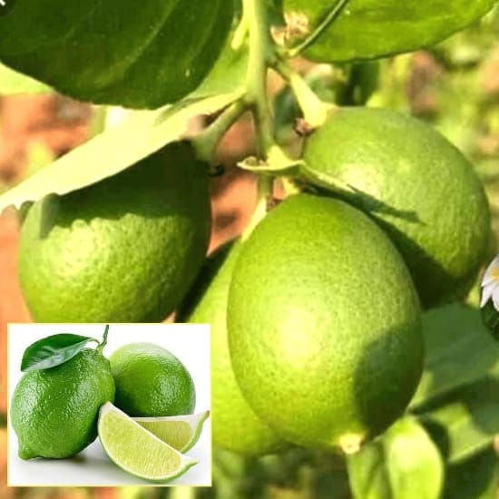 All Time Kagaji Lemon/Nimbu Fruit Plant (Height 1-2 Feet) Lemon Orignal Hybrid Layering/Grafted Fruit Plant| Strong Tangy Flavor|Home Garden