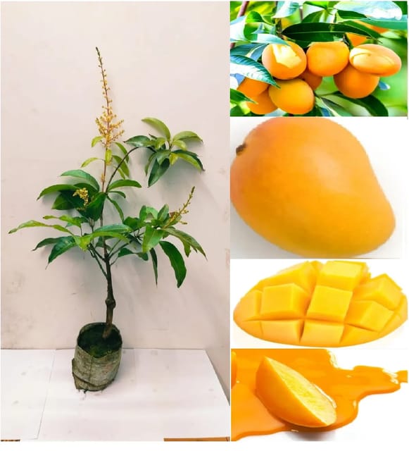 Thai All Time Baramasi Mango Aam Grafted Fruit  Plant (Height 1.5-2.5 Feet) Hybrid All Season Variety After Fruit 6 Month (12-Month Mango) Sweet, Mildly Tangy Taste, For Home Garden