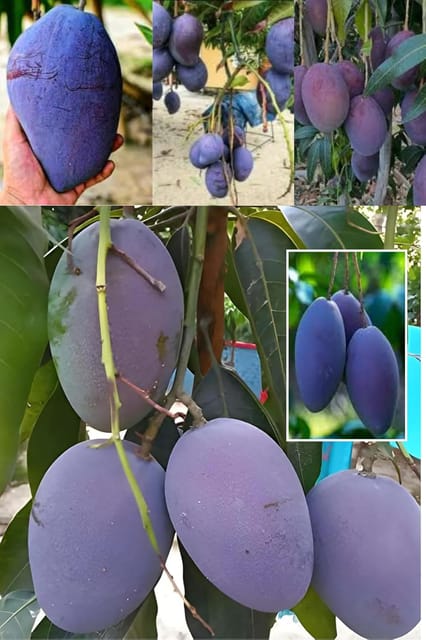 Miazaki Blue Mango Fruit Aam  Plant (Height 1.5-2 Feet) A Rare And Exotic Variety Hybrid Grafted Plant Teast: Sweet, Aromatic, And Fiberless Pulp(1 Healthy  Mango) For Home Graden