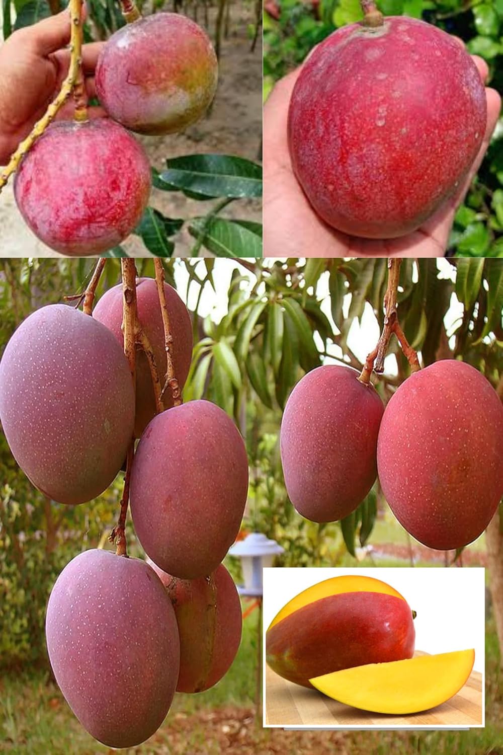 American Red Palmar Mango Aam Grafted Fruit  Plant (Height 1.5-3 Feet) (Premium Mango Variety) Fruits After 1Year, Rich, Sweet, And Mildly Tangy Flavor, 1 Plant For Home Garden