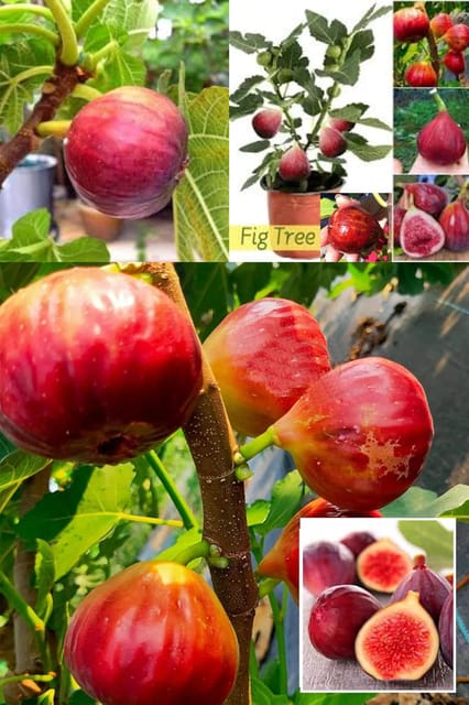 Sweet Red Isreal Khurtmani Fig (Anjeer) Layering/Grafted Fruit  Plant (Height 1.5-2 Feet) Fruits After 10 Month, Rich, Honey-Like Sweetness Taste, (1 Healthy Plant For Home Garden)