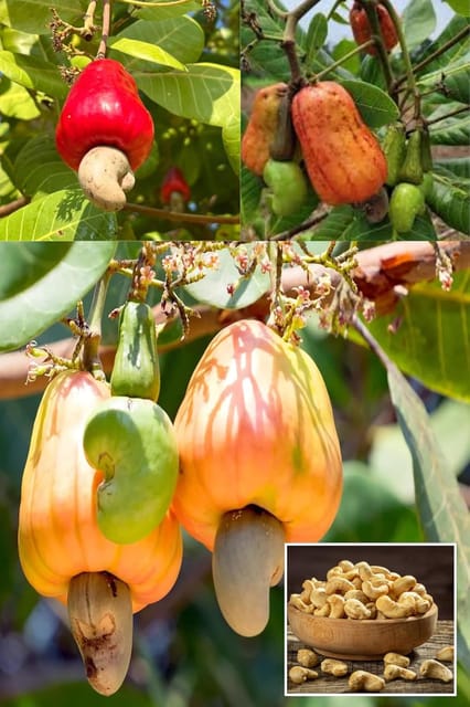 Jhargaram Kaju Cashew Nut Anacardium Fruit  Plant (Height 1.5 2 Feet) Fruits After 1Year, Creamy, Buttery, And Mildly Sweet Flavor, Juicy& Aromatic, 1 Healthy Plant For Home Garden