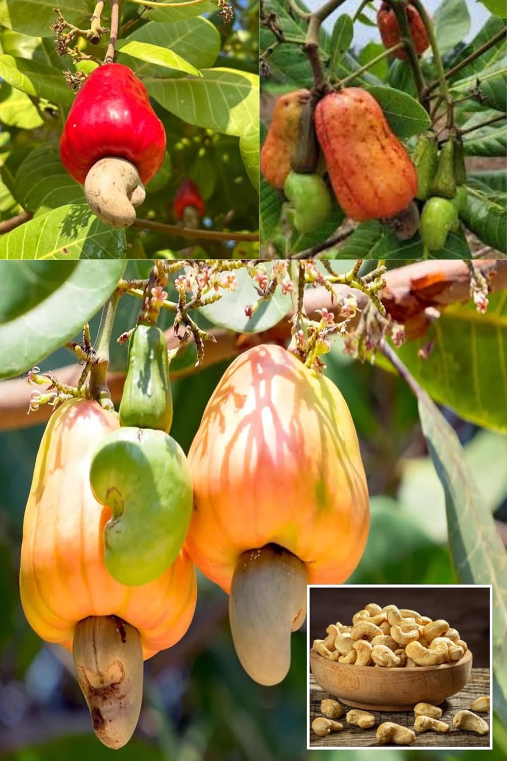 Jhargaram Kaju Cashew Nut Anacardium Fruit  Plant (Height 1.5 2 Feet) Fruits After 1Year, Creamy, Buttery, And Mildly Sweet Flavor, Juicy& Aromatic, 1 Healthy Plant For Home Garden