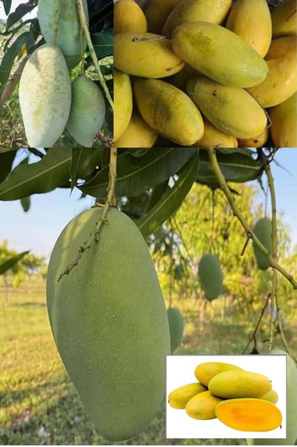 Sweet Dasheri Mango Aam Grafted Fruit  Plant (Height 1.5-2 Feet) Dasheri (Also Spelled Dussehri Fruits After 1 Year,Exceptionally Sweet Flavortaste, 1 Healthy Plant For Home Garden