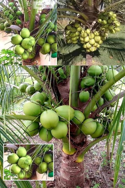 D X T Coconut Nariyal Hybrid Dwarf Fruit  Plant (Height 1-3 Feet) Sweet, Refreshing,And Abundant.Flesh (Malai) Is Soft, Jelly-Like, And Mildly Sweet, 1Healthy Fresh Plant For Home Garden