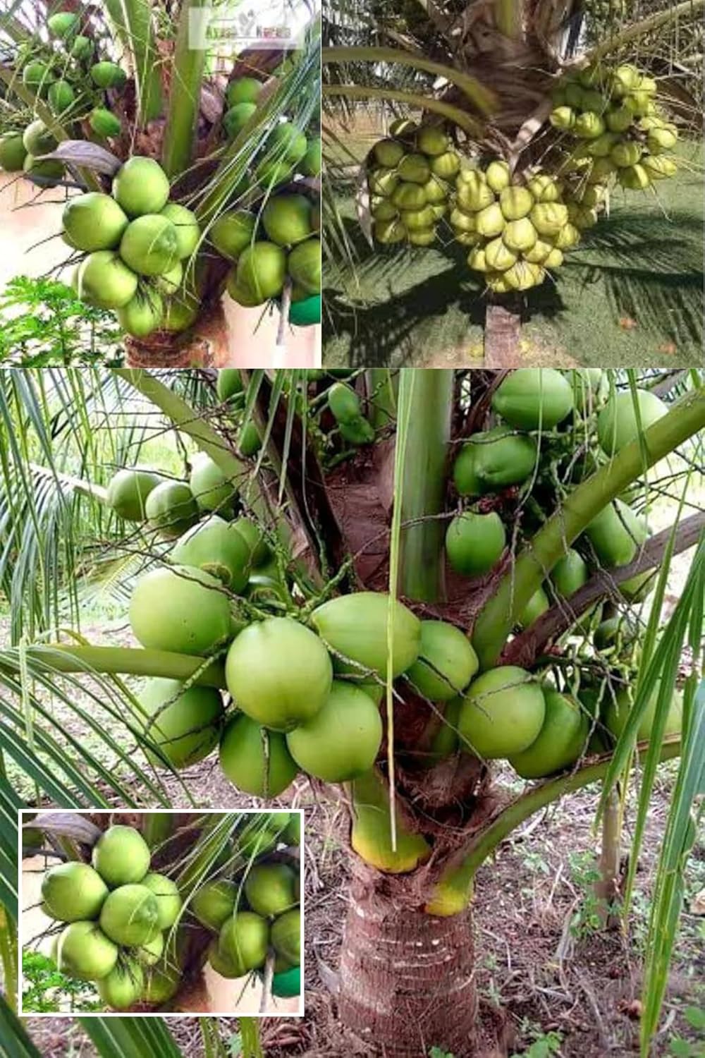 D X T Coconut Nariyal Hybrid Dwarf Fruit  Plant (Height 1-3 Feet) Sweet, Refreshing,And Abundant.Flesh (Malai) Is Soft, Jelly-Like, And Mildly Sweet, 1Healthy Fresh Plant For Home Garden