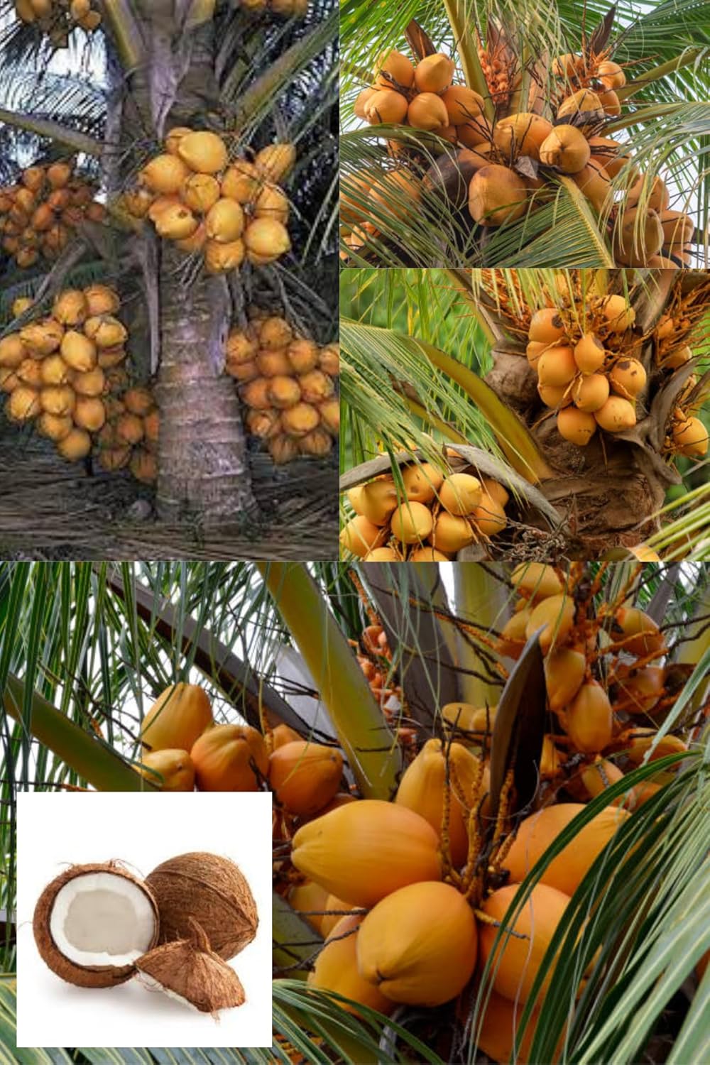 Malaysian Orange Coconut Nayriyal Hybrid Dwarf Fruit  Plant (Height 1.5-2.5 Feet) Golden Dwarf Coconut After Fruit 2-3 Year Mildly Sweet, Pure-Taste (1Healthy Plant For Home Garden
