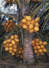 Malaysian Orange Coconut Nayriyal Hybrid Dwarf Fruit Plant (Height 1.5-2.5 Feet) Golden Dwarf Coconut After Fruit 2-3 Year Mildly Sweet, Pure-Taste (1Healthy Plant For Home Garden