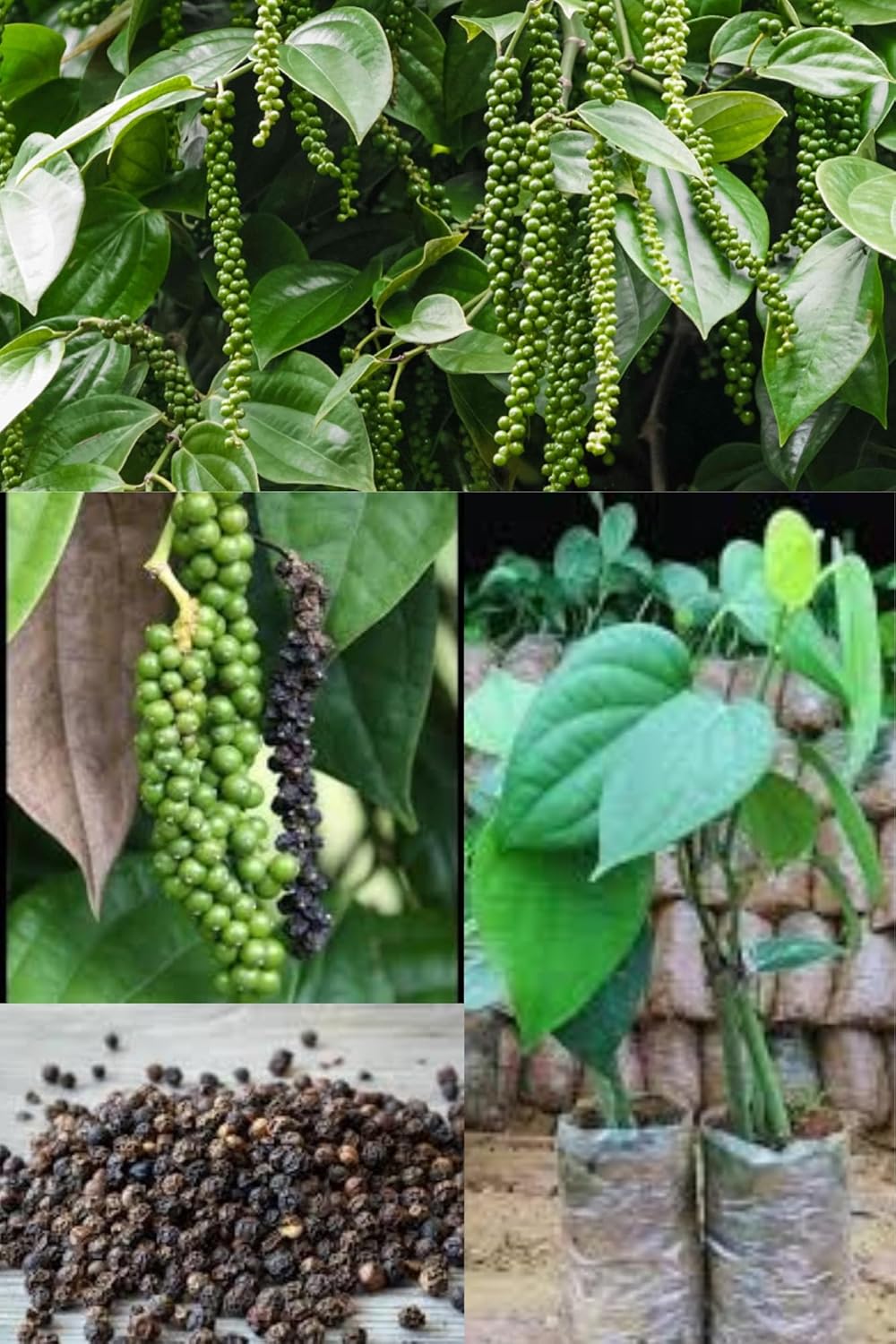 Rare Black Pepper (Piper Nigrum) Gol Mirch,Milagu, Kali Mirch Spice  Plant (Height 1.5-2 Feet) (After Flower 1 Year)(1 Healthy  Plant) The King Of Spices For Home Gardens