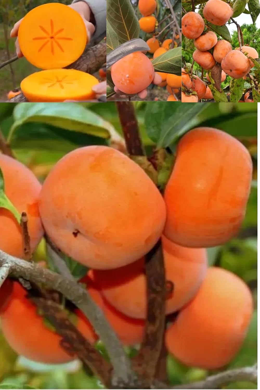 Orignal Fuyu Japanese Persimmon Grafted Fruit  Plant (Height 1.5-2 Feet) Fruits After 10-12 Month |Flavor :Sweet, Honey-Like (1 Healthy  Plant) For Home Graden Outdoor  Tree