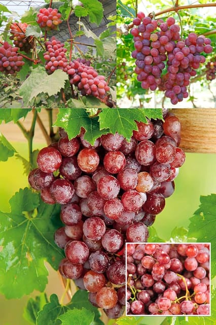 Red Flame Seedless Climbing Vine Grapes Angoor Layering/Grafted Fruit  Plant (Height 1.5-2 Feet) Fruits After 1Year, Sweet, Mildly Tart Flavor, 1 Healthy Plant For Home Garden