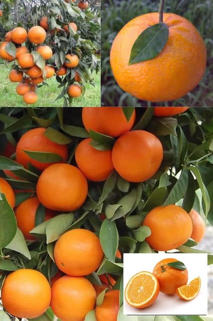 Kinnow Orange (Santra Grafted) Fruit  Plant (Height 1.5-2 Feet) Fruits After 1Year, Taste: Sweet-Tangy, Refreshing Citrus Flavor, 1 Heathy Fresh Plant For Home Garden Outdoor