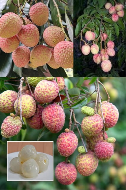 Chinensis Litchi Lychee Layering/Grafted Fruit  Plant (Height 1.5-2 Feet) Fruits After1Year,Skin:Rou Gh,Thin, &Red When Ripe,Taste;Sweetjuicy, &Aromatic,1 Healthy Plant For Home Garden