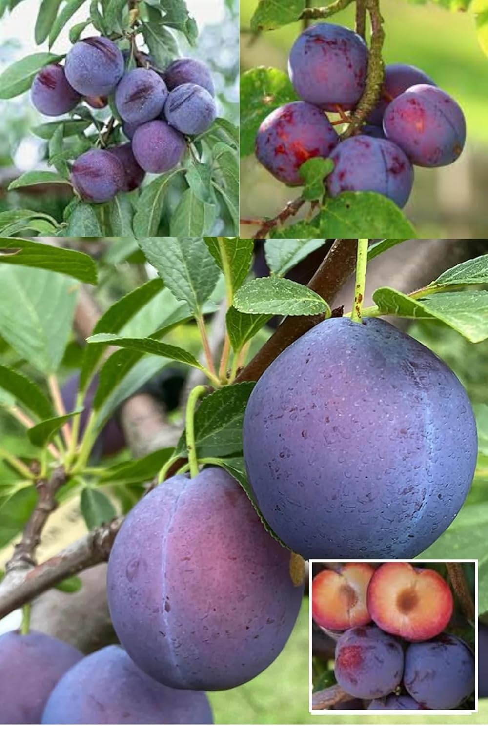 Sutluj Purple Plum Aloo Bukhara Layering/Grafted Fruit  Plant (Height 1.5-2.5 Feet) Purple Plum, Fruits After 1Year,Sweet, Slightly Tangy, Juicy & Soft, For Home Garden