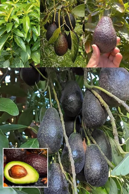 Lamb Hass Avocado Butter Fruit Grafted  Plant (Height 1.5-2.5 Feet) Fruits After 1Year,Rich, Creamy, Slightly Nutty Fruit Taste, 1 Heathy Fresh Plant For Home Garden Outdoor Tree.