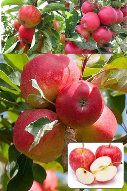 Red Gola Apple Seb Grafted  Fruit Plant (Height 1.5-2 Feet) Fruits After 1Year, Extremely Hard; Juicy, Fine Textured. Sweet Flavour, Mild Tartness, 1 Healthy Plant For Home Garden