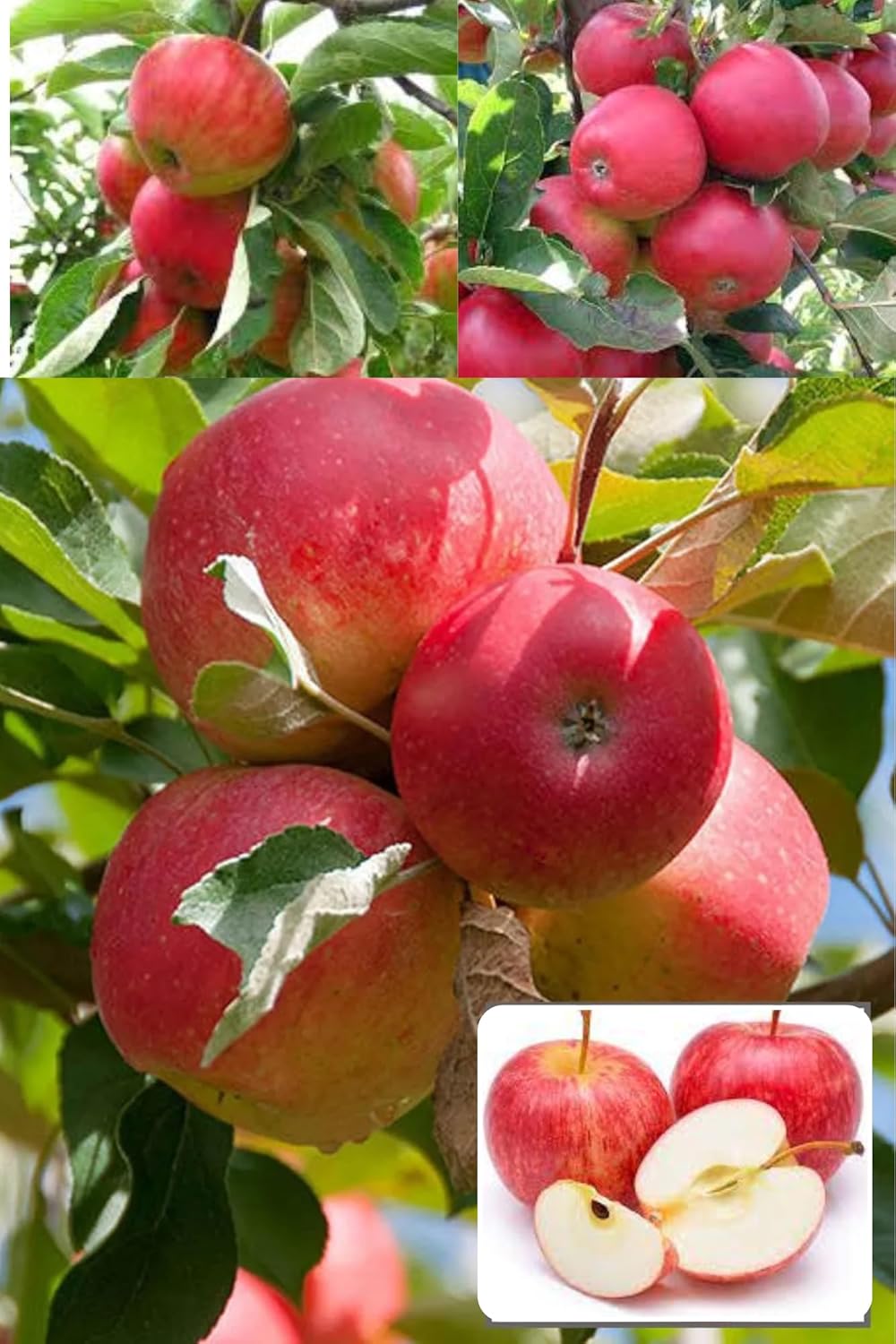 Red Gola Apple Seb Grafted  Fruit Plant (Height 1.5-2 Feet) Fruits After 1Year, Extremely Hard; Juicy, Fine Textured. Sweet Flavour, Mild Tartness, 1 Healthy Plant For Home Garden