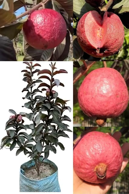 Fresh & Healthy Thi Red Guava Fruit Plant (Height 1.5-2 Feet) All Season Amrud Red Skin With Fresh Organic Hybrid Dwarf Varieties Fruit Tree (Pack Of-1) Outdoor  Tree