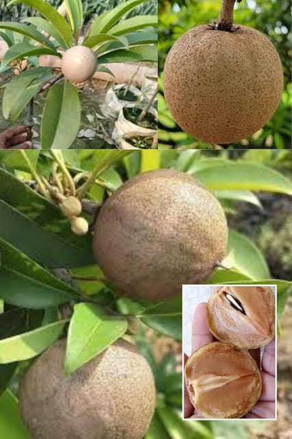 Cricket Ball Chikoo (Sapota) Grafted Fruit  Plant (Height 1.5-2.5 Feet) Fruits After 1Year, Sweet, Malty, Caramel-Like Flavor, Fast-Growing, 1 Healthy Fresh Plant For Home Garden