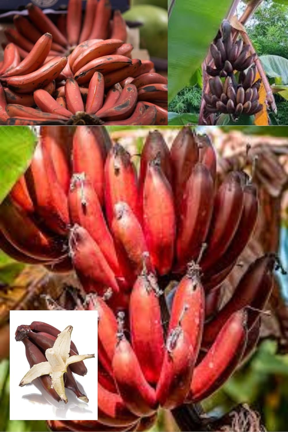 Sweet Red Banana Tissue Cultured Fruit  Plant (Height 1.5-2.5 Feet) Musa Acuminata (Red Banana) Fruits After 1Year, Sweet, Hint Raspberry,Mango Flavor 1 Healthy Plant For Home Garden