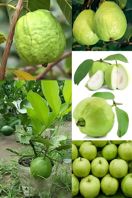 Sweet Seedless Baruipur Guava Fruit Plant (Height 1-2 Feet) Baruipur Guava Orignal Hybrid Variety Fruit Plant| Taste: Very Sweet, Aromatic, And Juicy| For Outdoor  Fruit Tree-1