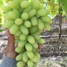 Rare Super Sonaka Seedless Grapes Angoor Layering/Grafted Fruit Plant (1 Healthy  Plant)(Taste: Sweet With A Mildly Tangy Finish) For Home Graden Outdoor  Tree