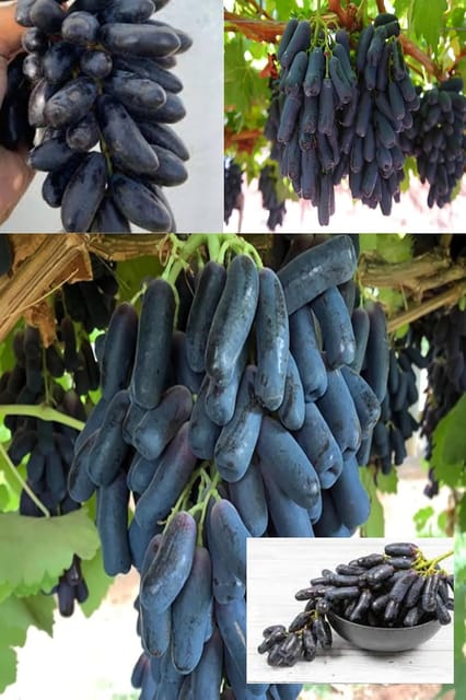 Rare  Black Sharad Seedless Grapes Angoor Layering/Grafted Fruit Plant All Season Amrud (Black) Skin With Fresh Organic Hybrid Dwarf Varieties Fruit (Pack Of-1) Outdoor  Fruit Tree