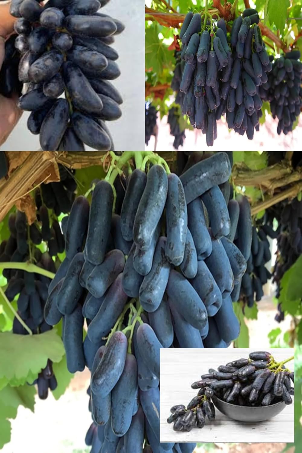 Rare  Black Sharad Seedless Grapes Angoor Layering/Grafted Fruit Plant All Season Amrud (Black) Skin With Fresh Organic Hybrid Dwarf Varieties Fruit (Pack Of-1) Outdoor  Fruit Tree