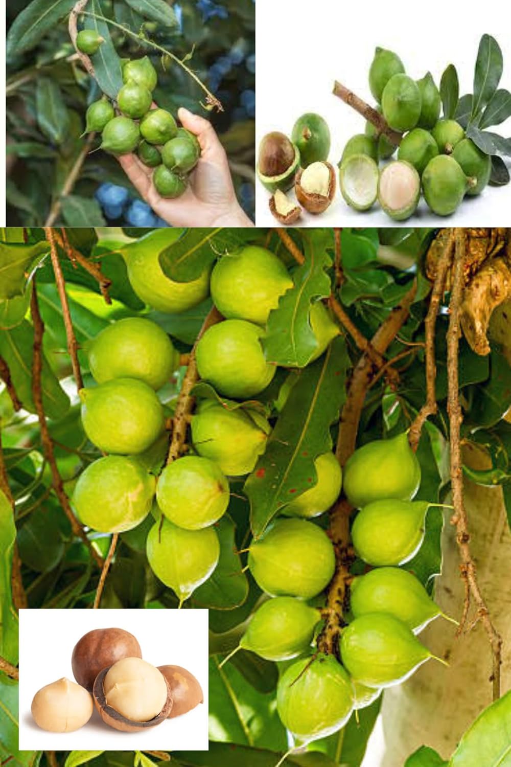 Rare Macadamia Nut Layering/Grafted Fruit  Plant (Height 1.5-2 Feet) (Thai Variety) Fruits After 1Year, Rich, Buttery, Slightly Sweet Flavor, 1 Healthy Fresh Plant For Home Garden
