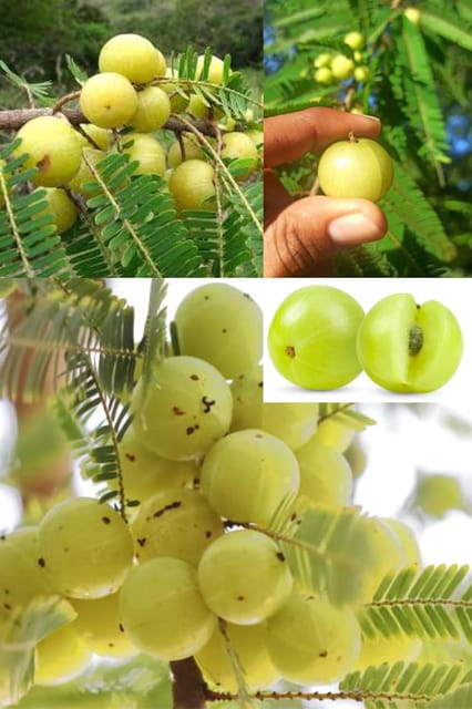 Sweet Banaras Amla Gooseberries Amloki Grafted  Fruit Plant (Height 1.2-2.5 Feet) (Varanasi) Fruits After 1Year, Taste: Sour-Tangy, Rich In Vitamin C, 1 Heathy Plant For Home Garden