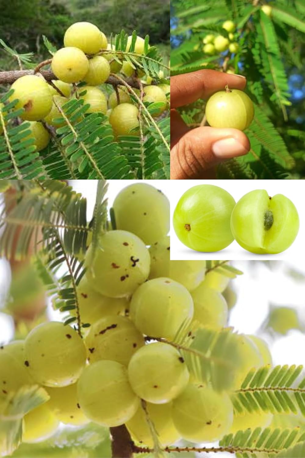 Sweet Banaras Amla Gooseberries Amloki Grafted  Fruit Plant (Height 1.2-2.5 Feet) (Varanasi) Fruits After 1Year, Taste: Sour-Tangy, Rich In Vitamin C, 1 Heathy Plant For Home Garden