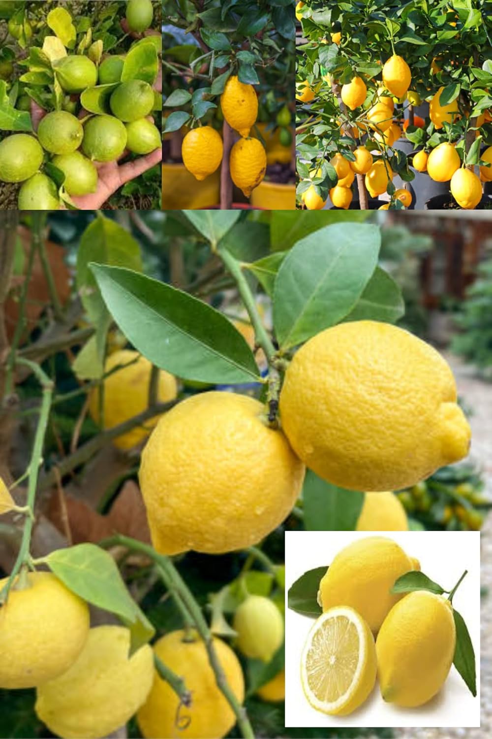Balaji Lemon Nimbu Layering/Grafted Fruit  Plant (Height 1-2 Feet) Citrus Limon (Balaji Variety) Fruits After 6 Month, Thin And Smooth, Extremely Juicy, 1 Healthy Plant For Home Garden