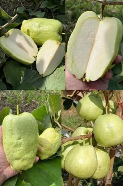 Fresh Sweet Japanese White Diamond Guava Fruit Plant (Height 1.5-2 Feet) All Season Amrud White Skin With Fresh Organic Hybrid Dwarf Varieties Fruit (Pack Of-1) Outdoor  Tree