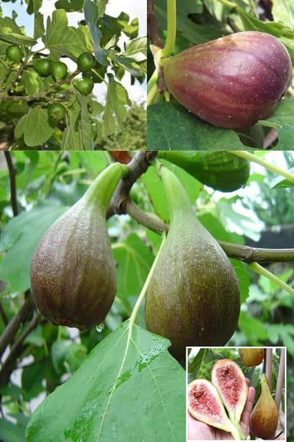 Big Leaf Fig (Anjeer) Layering Grafted Fruit  Plant (Height 1.5-2 Feet) After Fruits 8-10 Month (Big Leaf Variety) Naturally Sweet, Juicy,Taste,(1 Healthy Plant For Garden Outdoor)