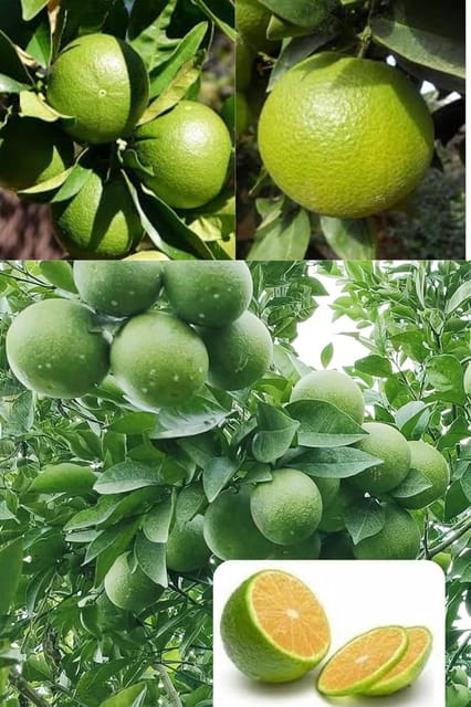 Jalna Sweet Orange/Mousambi Grafted Fruit  Plant (Height 1.5-2 Feet) Citrus Limetta, Fruits After 6 Month, Sweet, And Juicy Refreshing Taste, 1 Healthy Fresh Plant For Home Garden