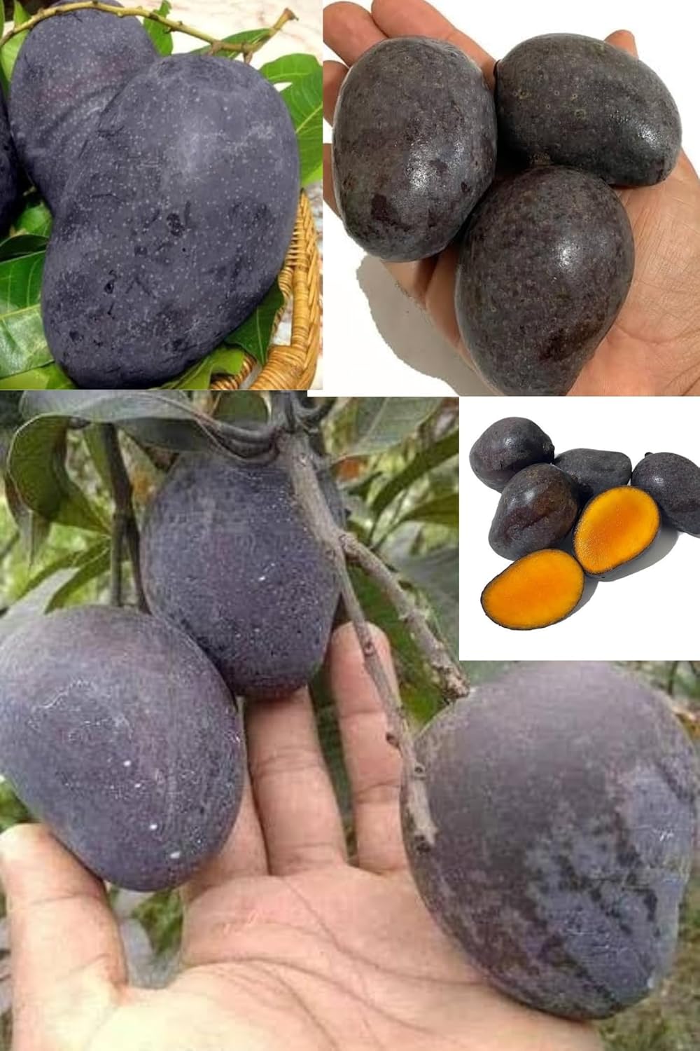 Exotic Kosturi Mango Aam Grafted Fruit  Plant (Height 1.5-2.5 Feet)(Mangifera Casturi) All Season Deep Purple-Black Skin Fruits Sweet, Spicy, And Musky Taste, For Home Garden