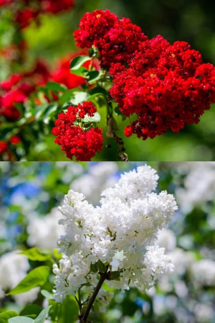 Fresh & Healthy Crape Myrtle/Furush Flowers Plant (Height 1.5-2 Feet) All Season Amrud (Red/White) Skin With Flesh Organic Varieties Flower Tree (Pack Of-2) For Gardening  Tree