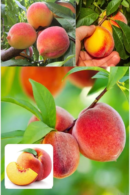Shan E Punjab Peach Grafted Fruit  Plant (Height 1.5-2 Feet) / Aadu, Fruits After 1Year,Weighing ~90 G Per Fruit, Yellowish, Juicy, Sweet, Aromatic, 1 Healthy Fresh Plant For Home Garden