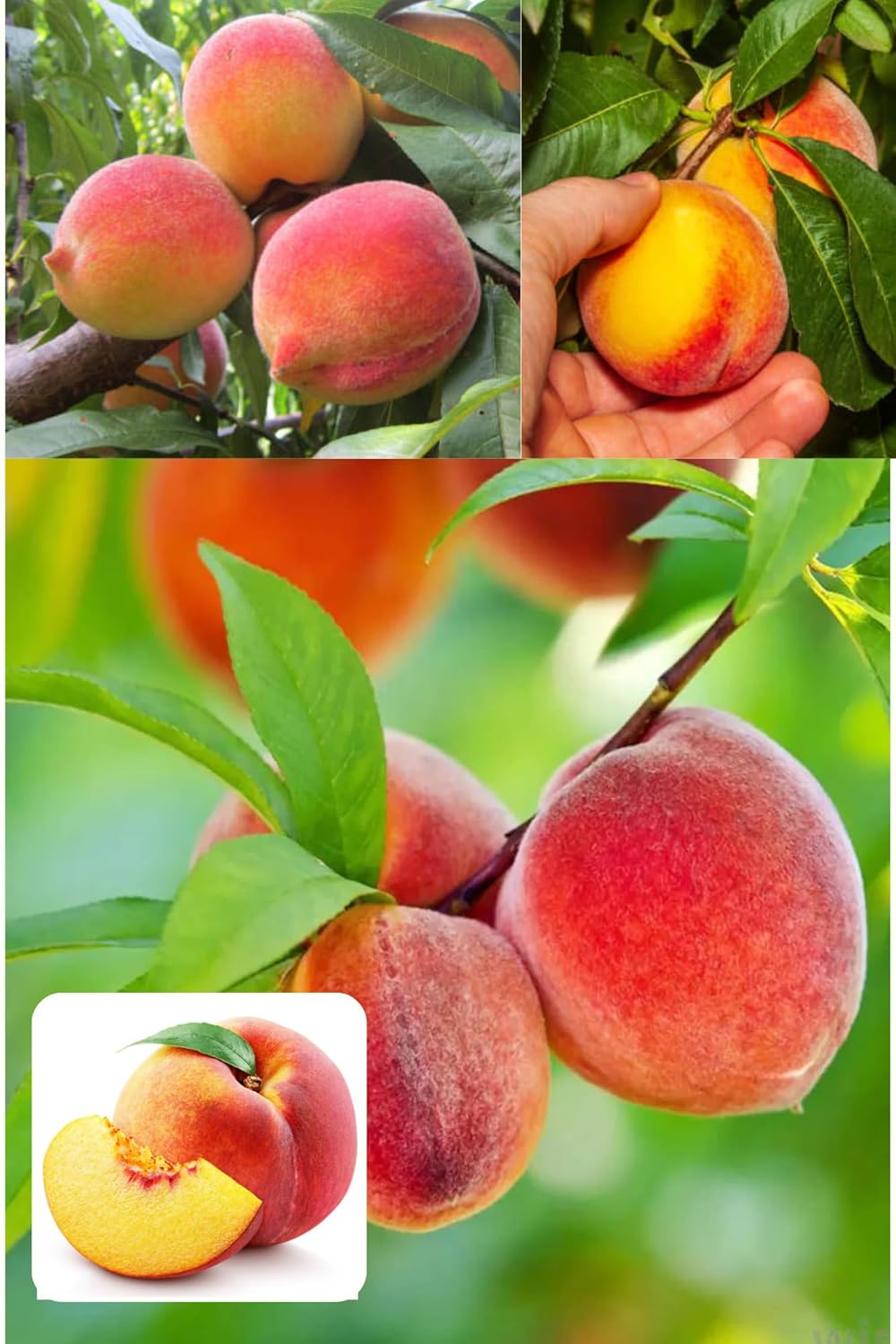 Shan E Punjab Peach Grafted Fruit  Plant (Height 1.5-2 Feet) / Aadu, Fruits After 1Year,Weighing ~90 G Per Fruit, Yellowish, Juicy, Sweet, Aromatic, 1 Healthy Fresh Plant For Home Garden