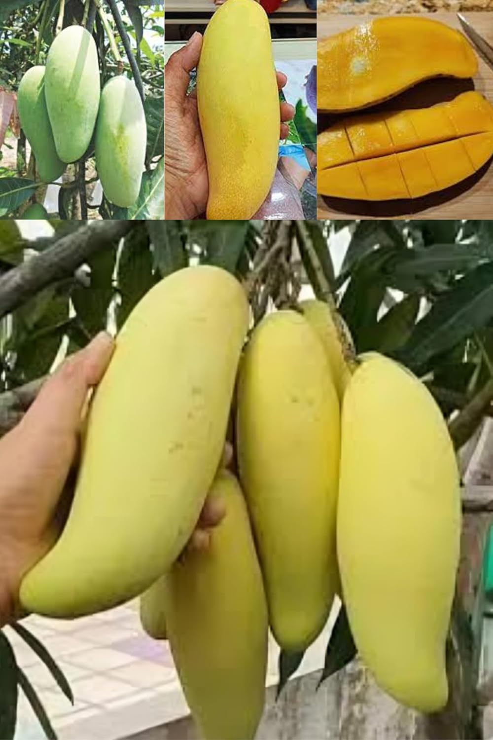 Banana Mango (Banana Variety) Aam Grafting Fruit  Plant (Height 1.5-2.5 Feet) Exotic Variety Original Rare  Mango Sweet, Juicy, Taste (1 Healthy Plant For Home Garden)