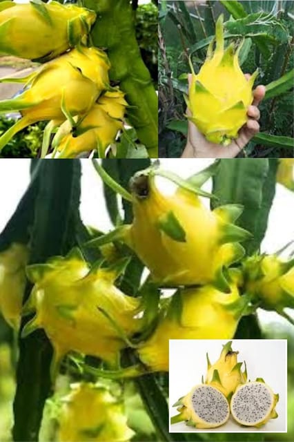 Yellow Dragon Fruit Cutting/Grafted Fruit  Plant (Height 1.5-2 Feet) Climbing Cactus, Fruits After 6 Month,Exceptionally Sweet,Sweetest Dragon Fruit Variety, 1 Plant For Home Garden