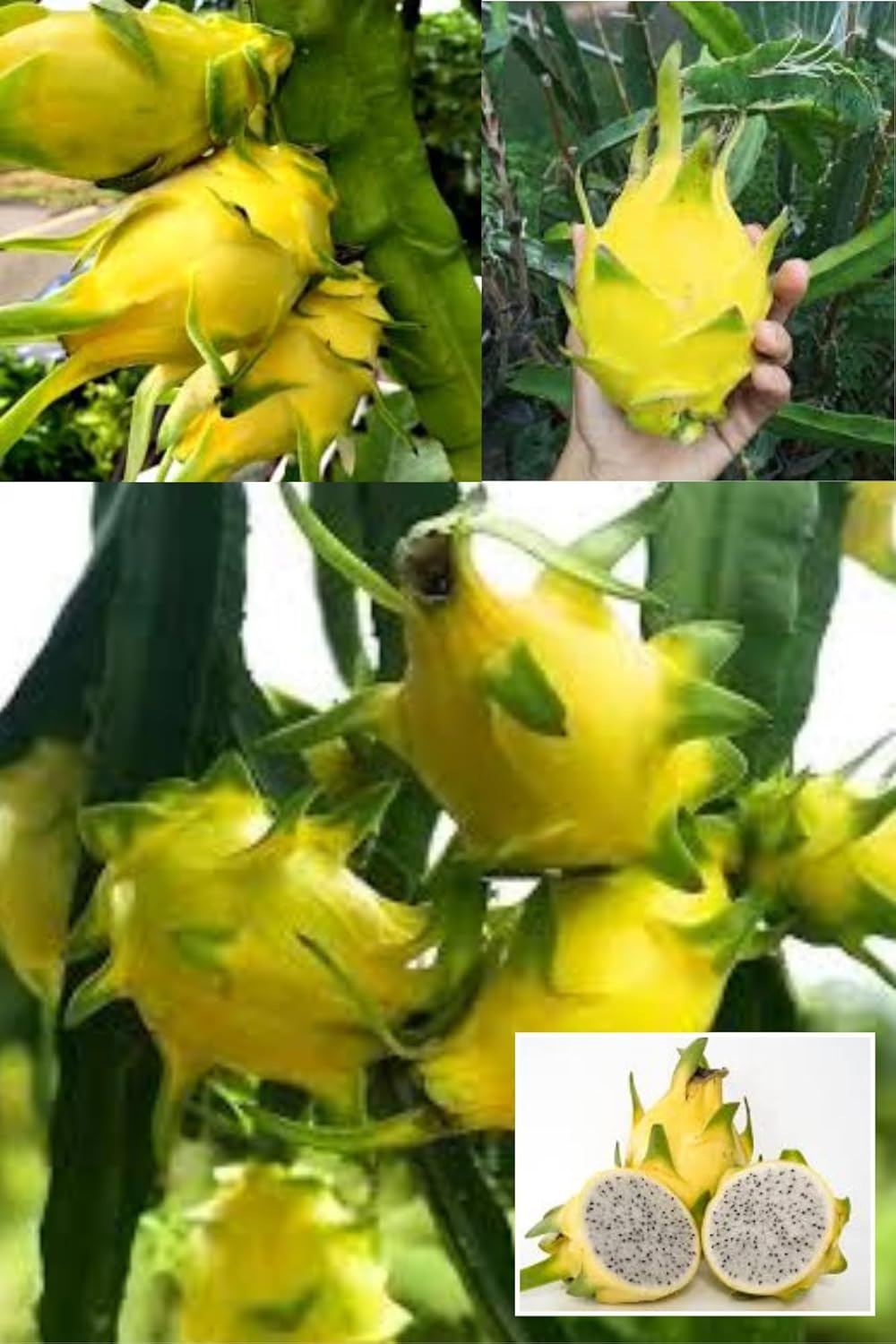 Yellow Dragon Fruit Cutting/Grafted Fruit  Plant (Height 1.5-2 Feet) Climbing Cactus, Fruits After 6 Month,Exceptionally Sweet,Sweetest Dragon Fruit Variety, 1 Plant For Home Garden