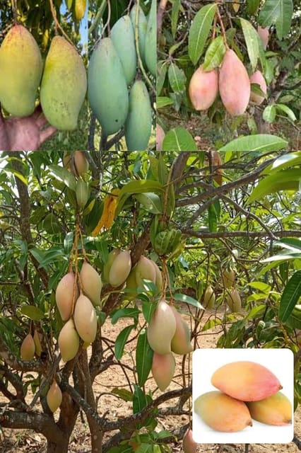 Totapuri Mango Aam Grafted Fruit  Plant (Height 1.5-2 Feet) Fruits After 1Year. Fibrous And Juicy, Ideal For Juices, Pickles,Mildly Sweet,With A Tangy,1 Healthy Plant For Home Garden