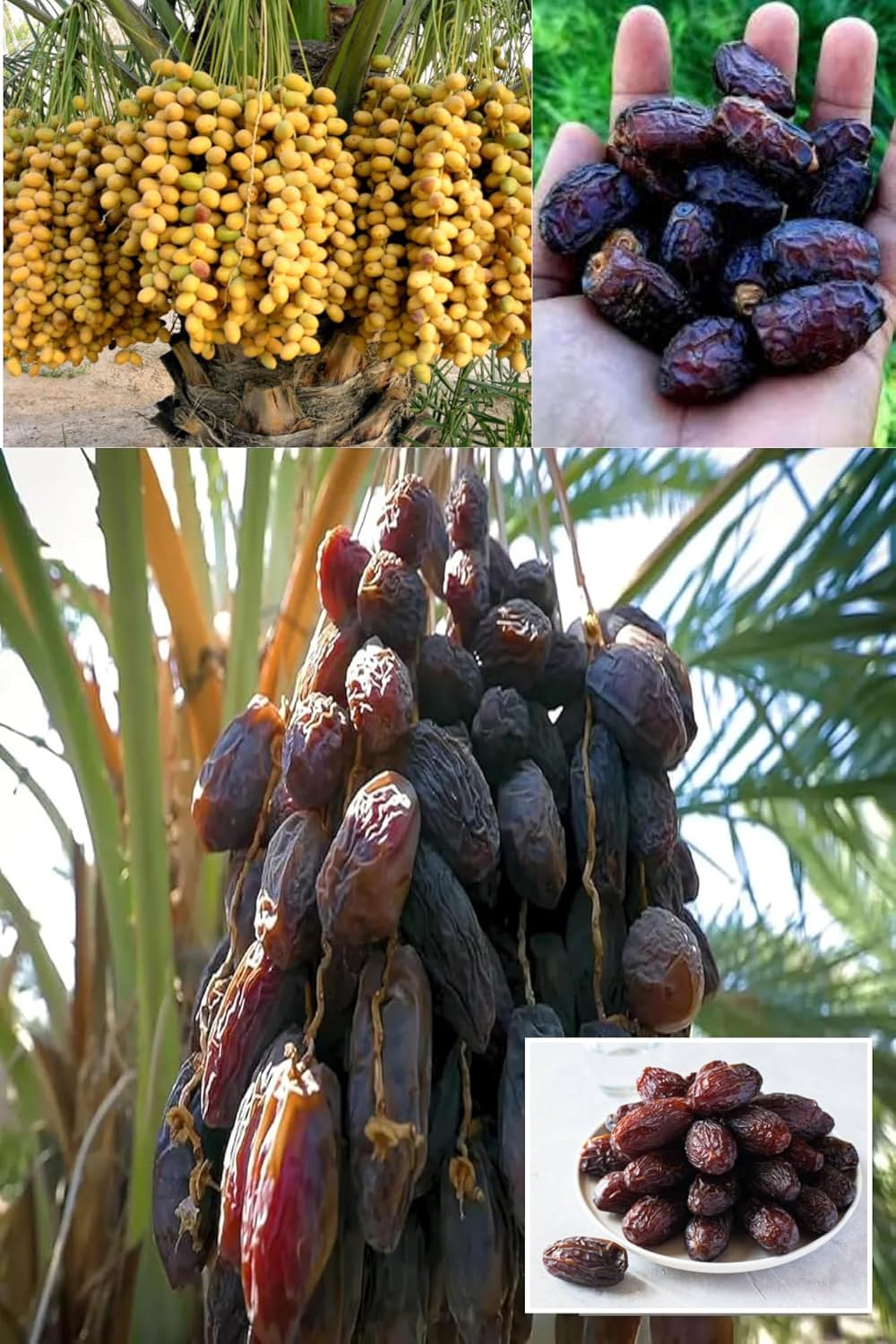 Ajwa Dates (Arabian Khurma/Khajoor) Dwarf Fruit  Plant (Height 1.5-2 Feet) Soft, Slightly Fibrous,Rich, Mildly Sweet, With Hints Of Honey And Spice, 1 Healthy Plant For Home Garden