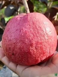 Black Diamond Guava Layering/Grafted Fruit  Plant (Height 1.5-2 Feet) Rare And Exotic Fruiting Tree, Fruits After 6 Month, Sweet, Aromatic Pink-Red Flesh, 1 Healthy Plant For Home Garden