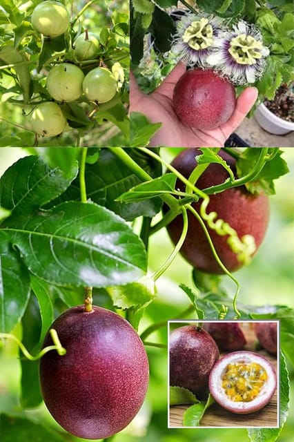 Passion Climbing Vine Layering/Grafted Fruit  Plant (Height 1.5-2 Feet) Climbing Plant Fruits After 8-10 Month, Taste: Sweet-Tart And Aromatic, 1 Heathy Plant For Home Garden